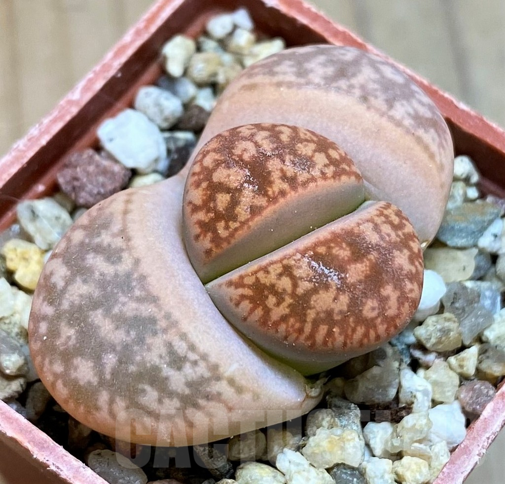 SH12576 Lithops gesinae 'Orang'