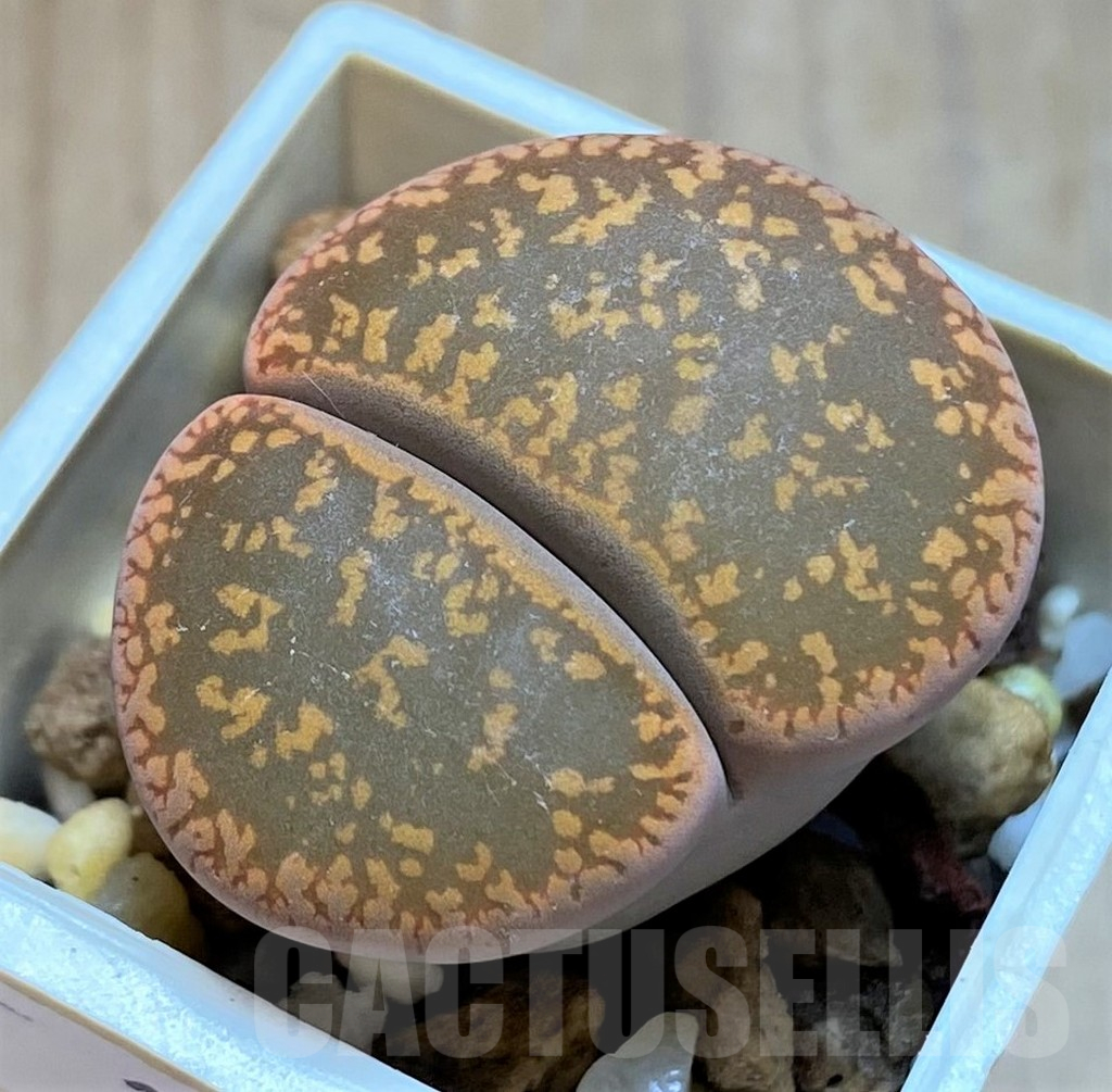SH14178 Lithops aucampiae C366, SH 1642