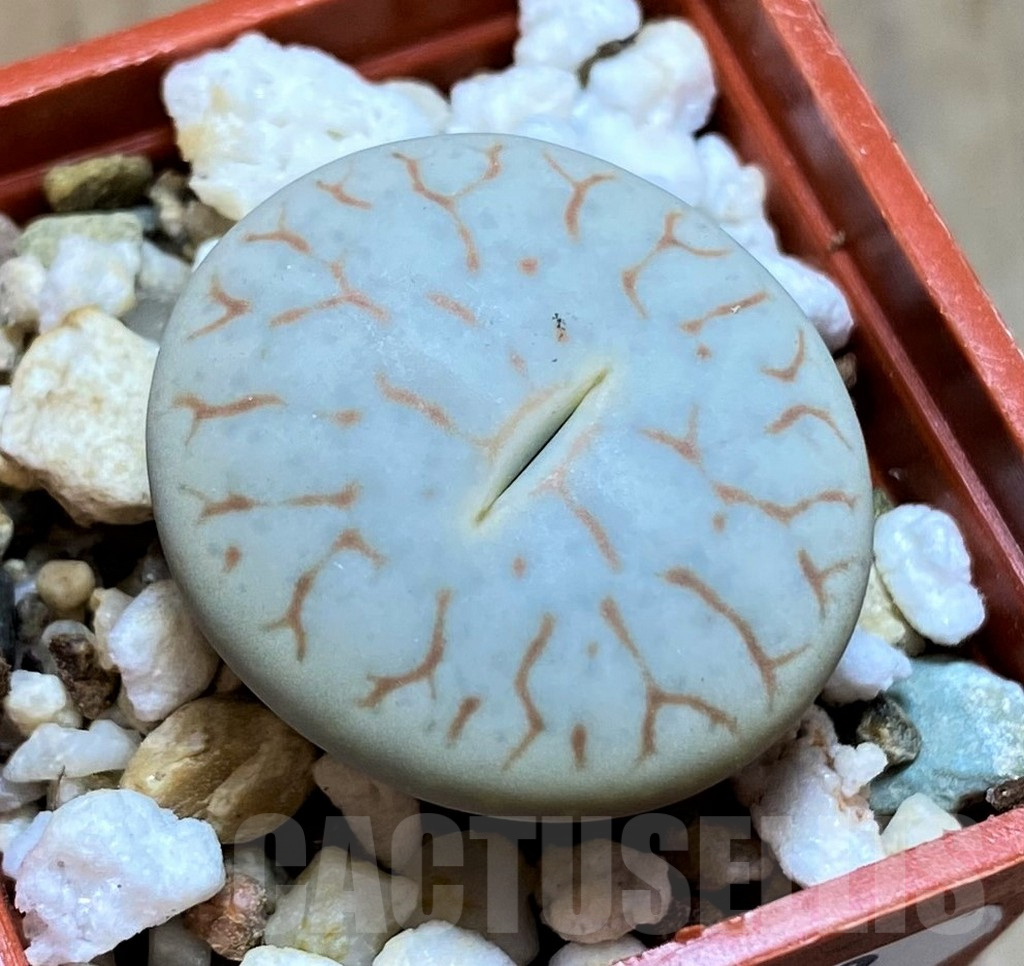 SH14183 Lithops pseudotruncatella ssp. volkii