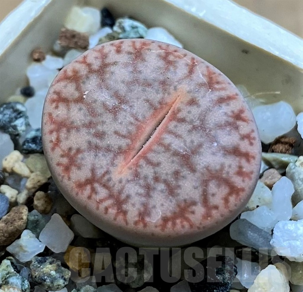 SH14191 Lithops pseudotruncatella