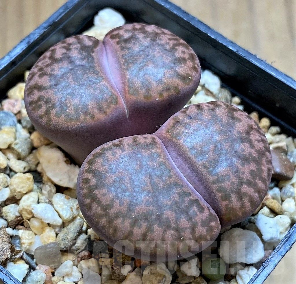 SH14193 Lithops bromfieldii v. glaudinae 'Embers' C393A