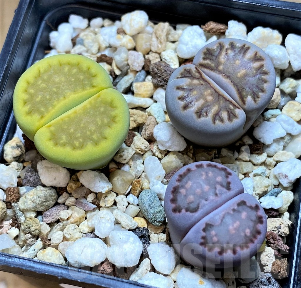 SH14196 Lithops mix