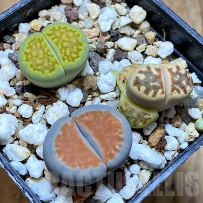 SH14197 Lithops mix