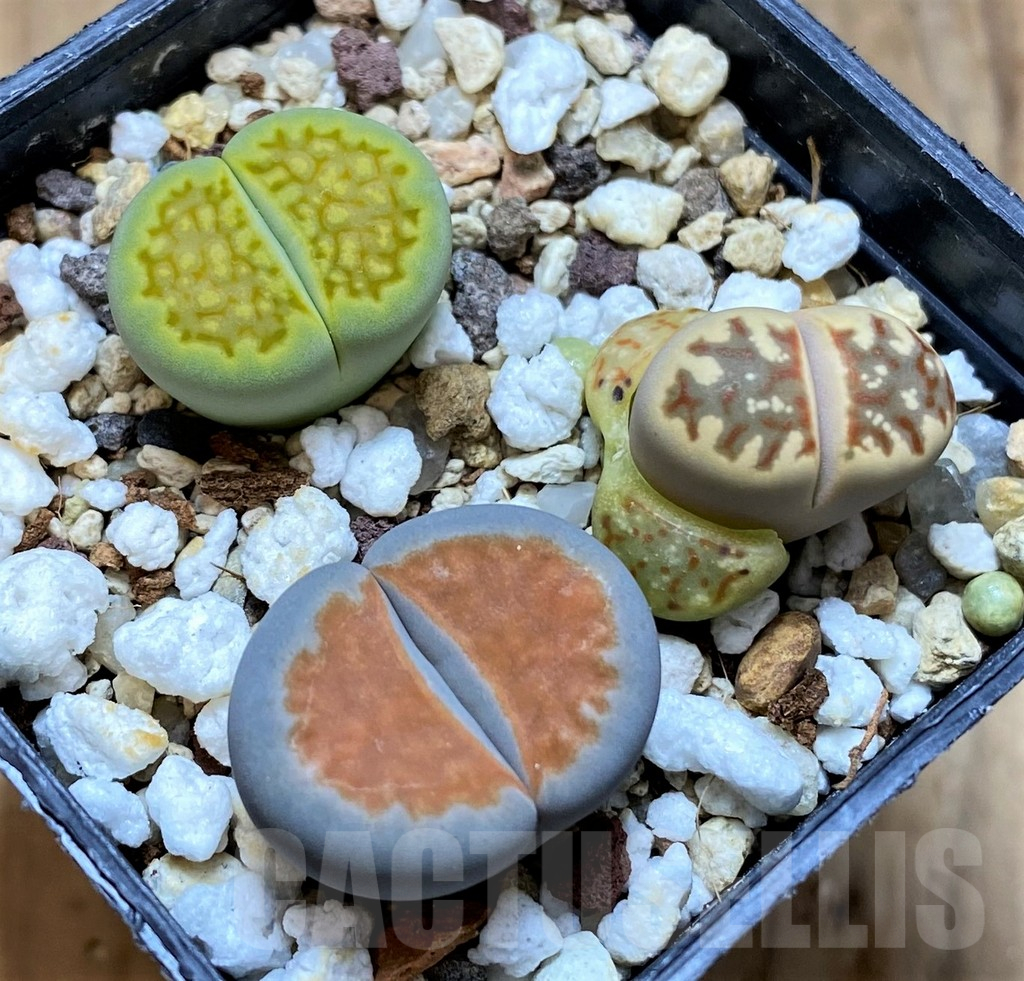 SH14197 Lithops mix