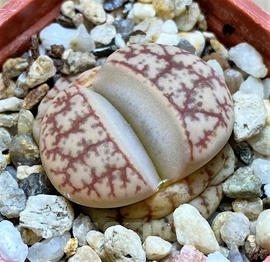 SH14134 Lithops 'Talisman' F2
