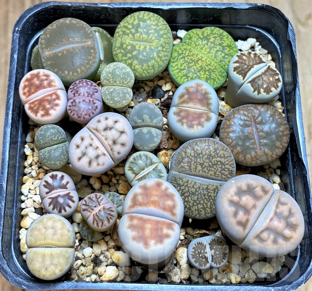 SH14128 Lithops mix - Image 2