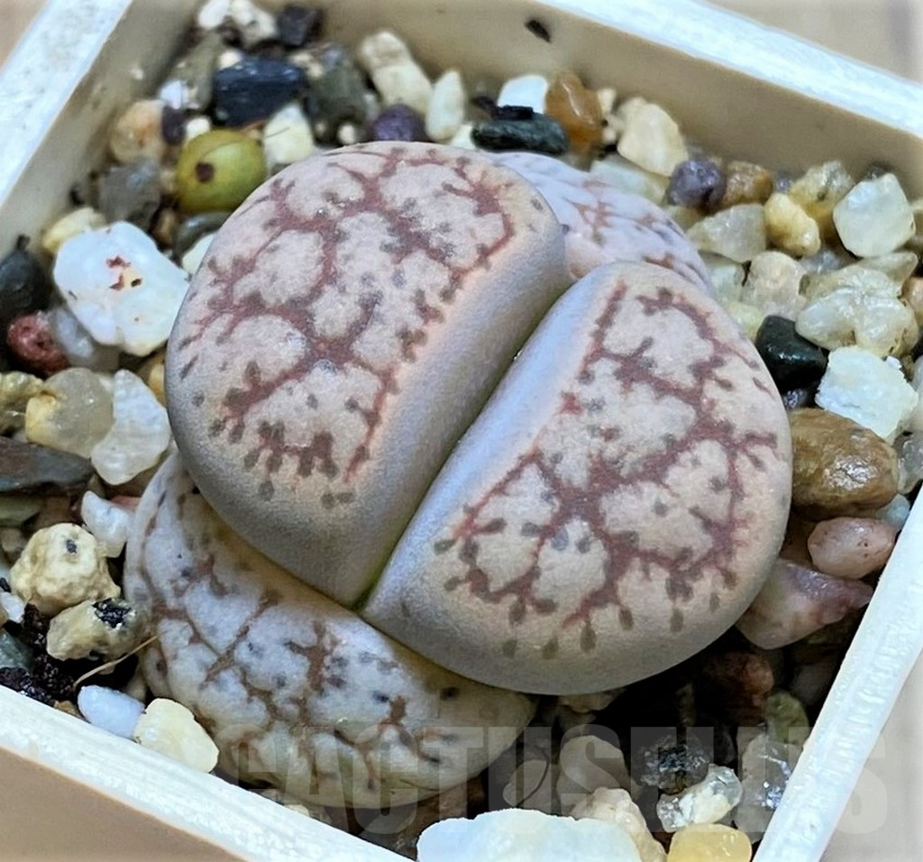 SH14136 Lithops 'Talisman' F2