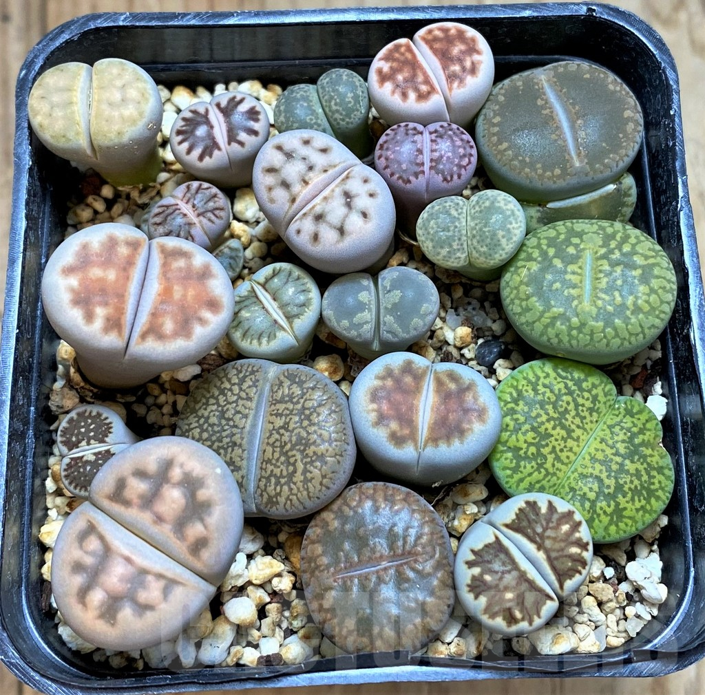 SH14128 Lithops mix