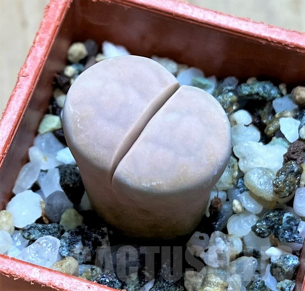SH14144 Lithops karasmontana v. opalina