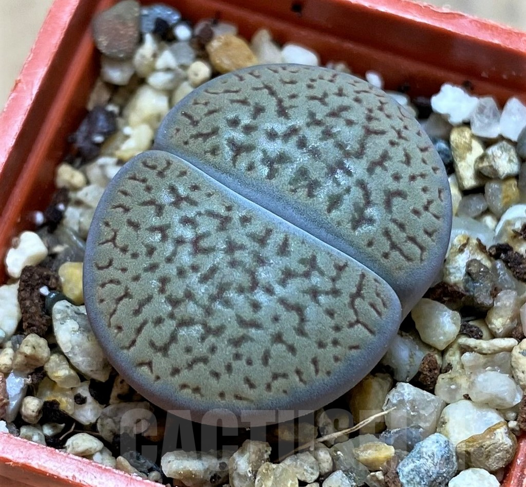 SH14145 Lithops hookeri v. dabneri L51-5