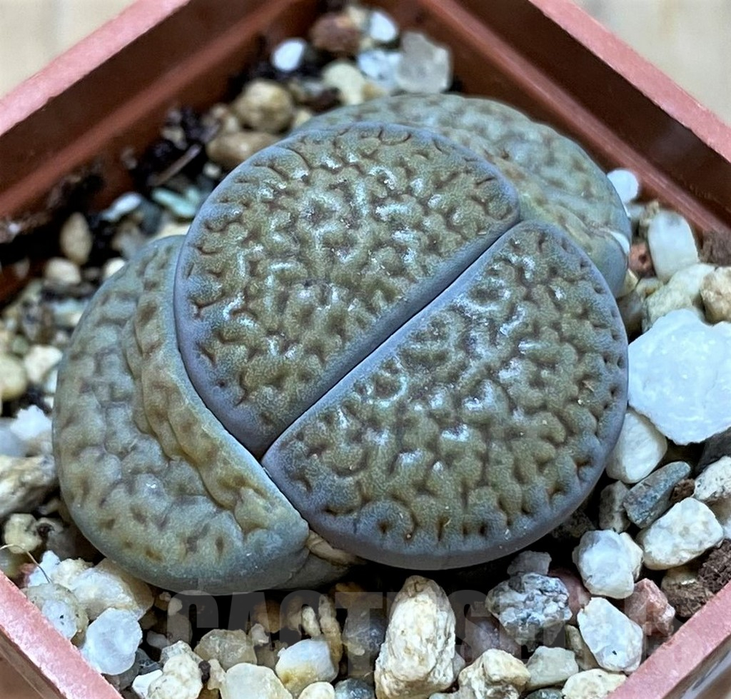 SH14146 Lithops hookeri v. dabneri L51-5