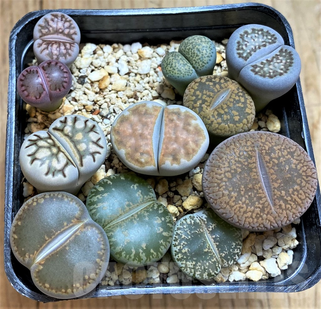 SH14129 Lithops mix