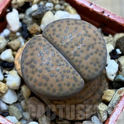 SH14156 Lithops fulviceps v. lactinea