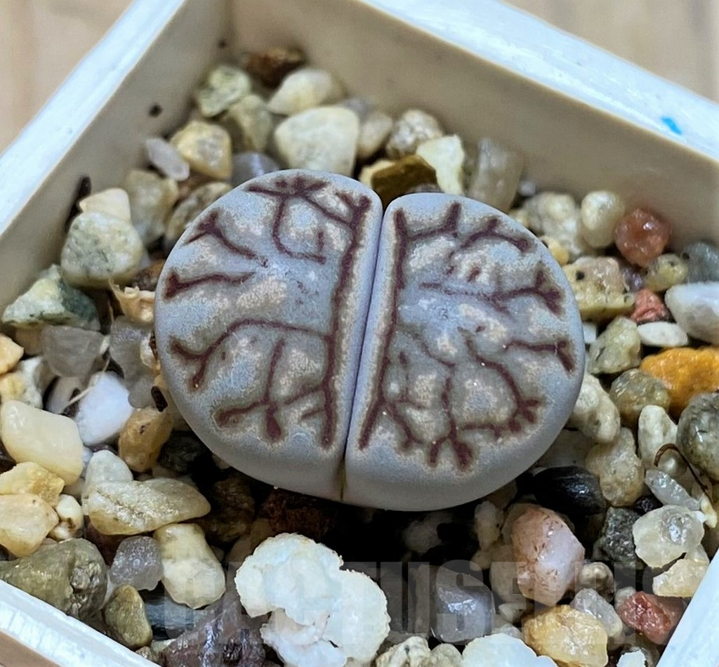 SH14161 Lithops julii ‘Kikushogyoku’