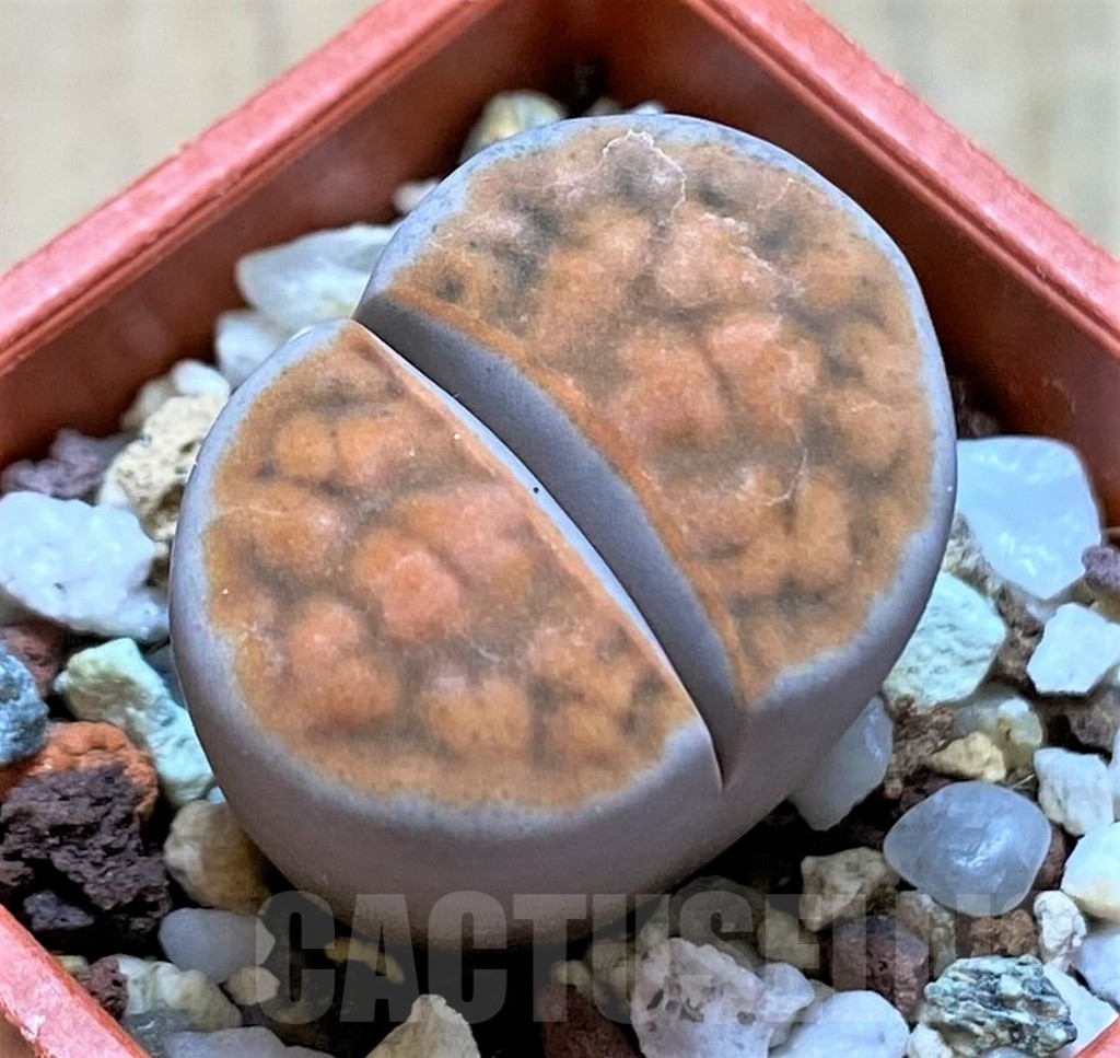 SH14168 Lithops karasmontana 'Lateritia'
