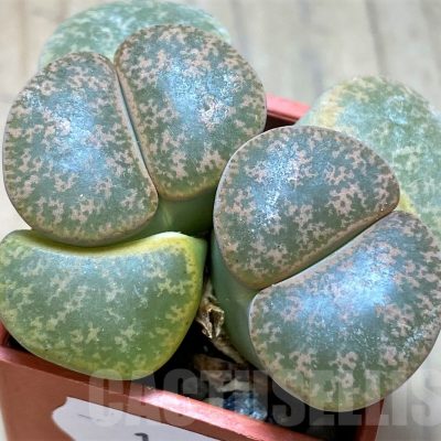 SH14169 Llithops lesliei SH 1621 -Herming Spruits-