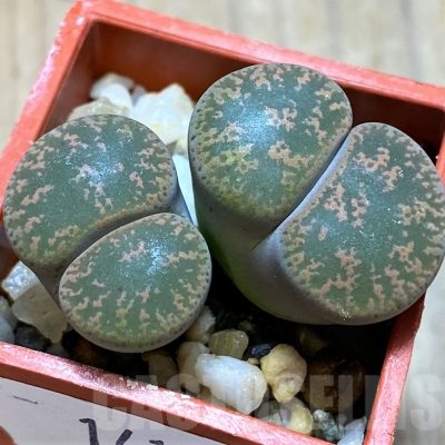 SH14170 Llithops lesliei SH 1621 -Herming Spruits-