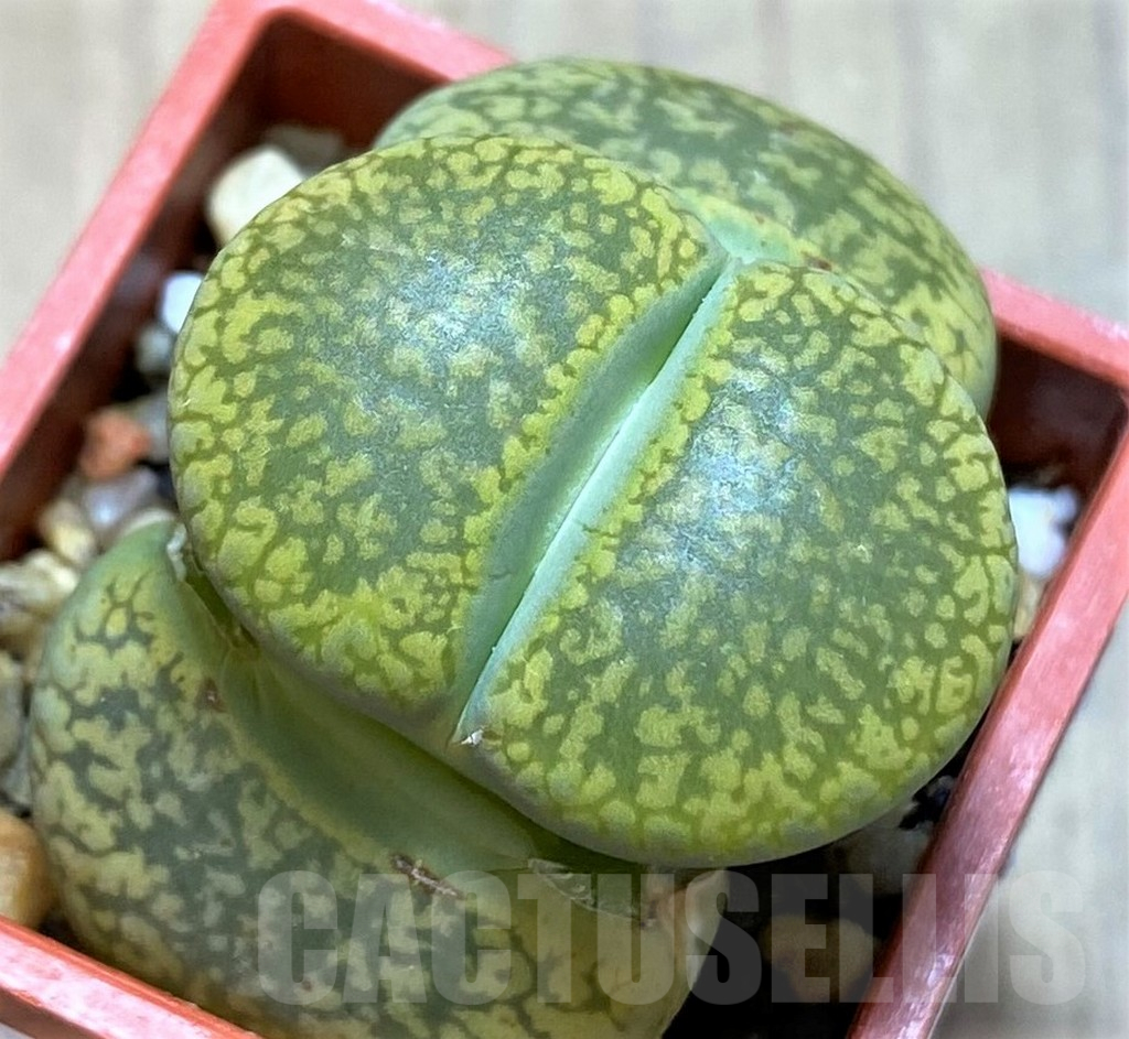 SH14171 Lithops aucampiae 'Jackson's Jade' C395