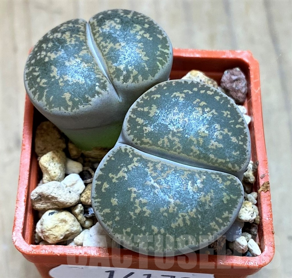 SH14173 Lithops lesliei -N Stella-, SH2422