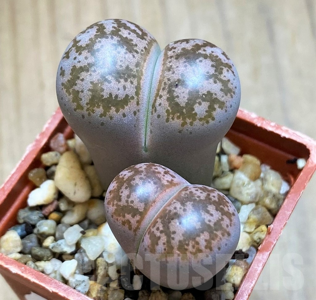 SH14174 Lithops coleorum