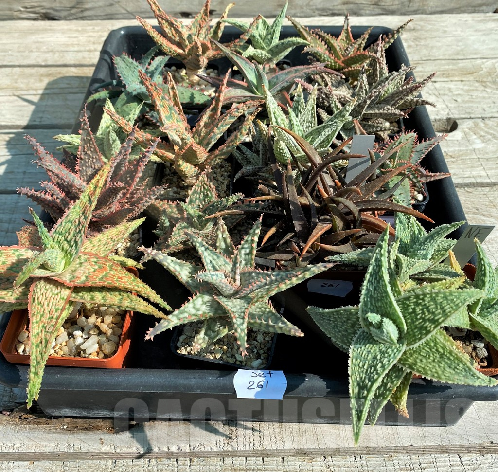 SET261 Aloe mix, 16 plants - Image 2