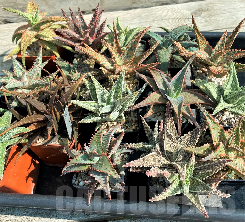 SET261 Aloe mix, 16 plants