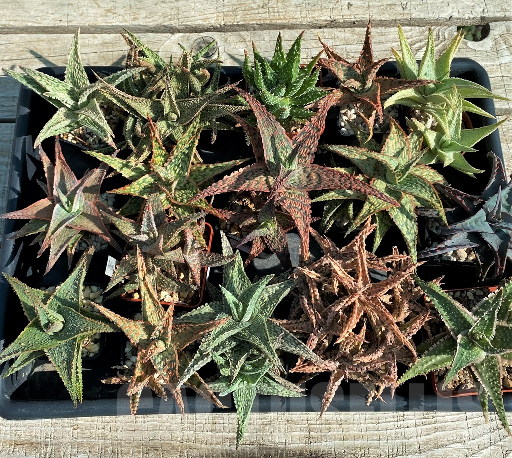 SET262 Aloe mix, 16 plants - Image 4