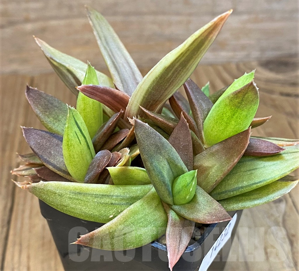 SH14232 Alworthia ‘Black Gem’