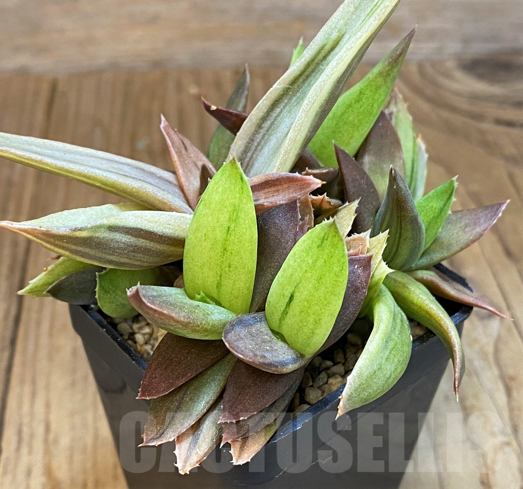 SH14232 Alworthia ‘Black Gem’ - Image 2