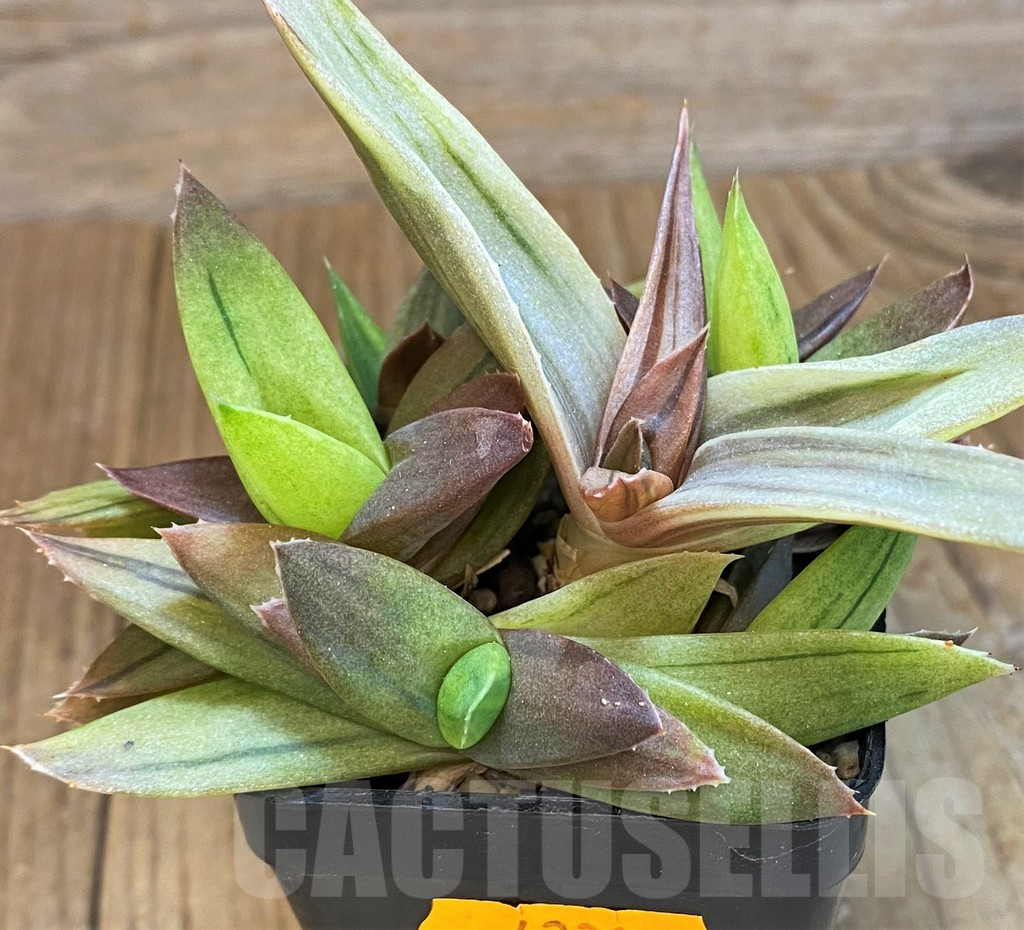 SH14232 Alworthia ‘Black Gem’ - Image 3