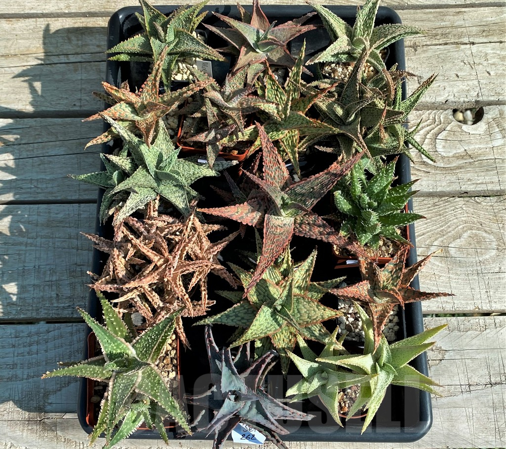 SET262 Aloe mix, 16 plants - Image 3