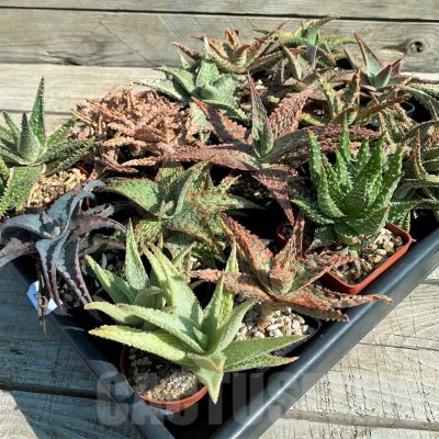 SET262 Aloe mix, 16 plants