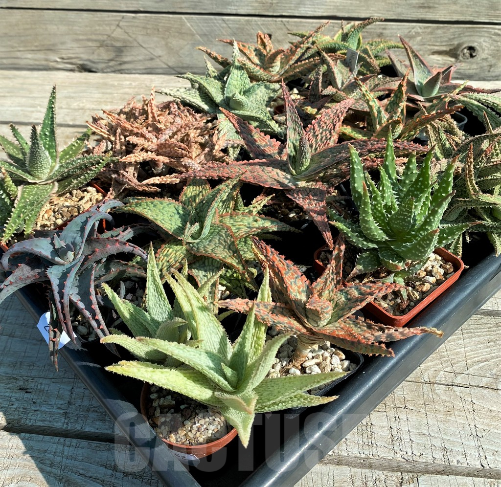 SET262 Aloe mix, 16 plants
