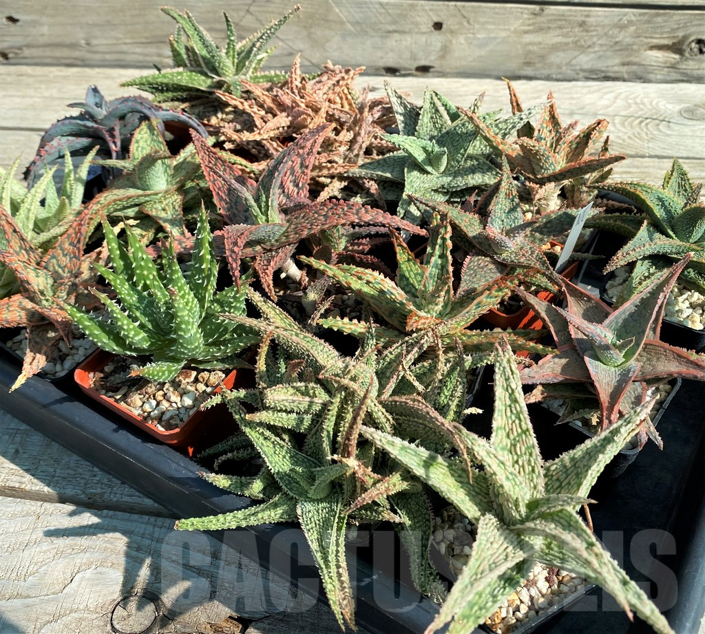 SET262 Aloe mix, 16 plants - Image 2