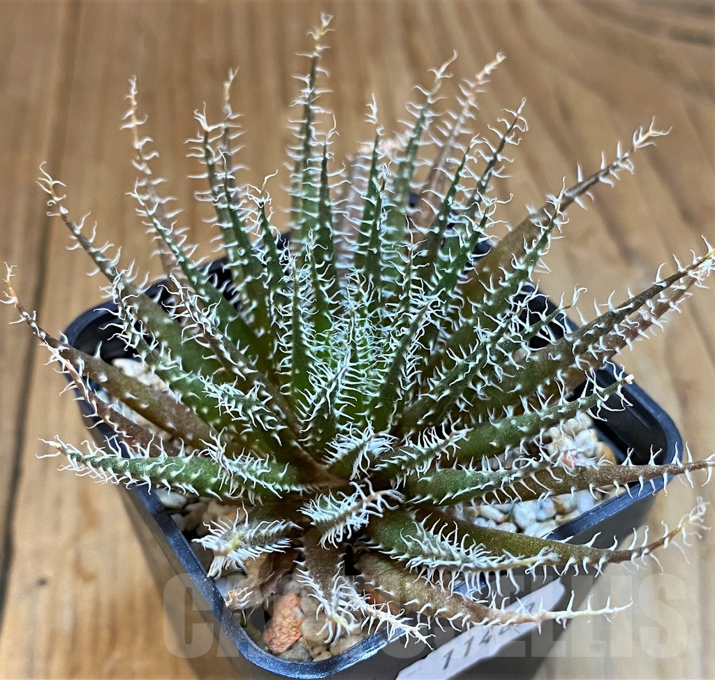 VVG14246 Aloe haworthioides