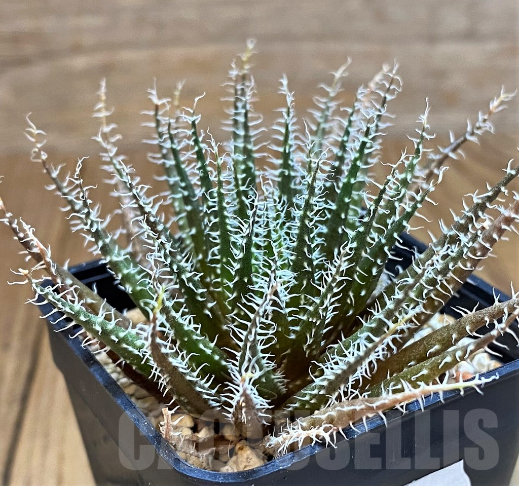 VVG14246 Aloe haworthioides - Image 2
