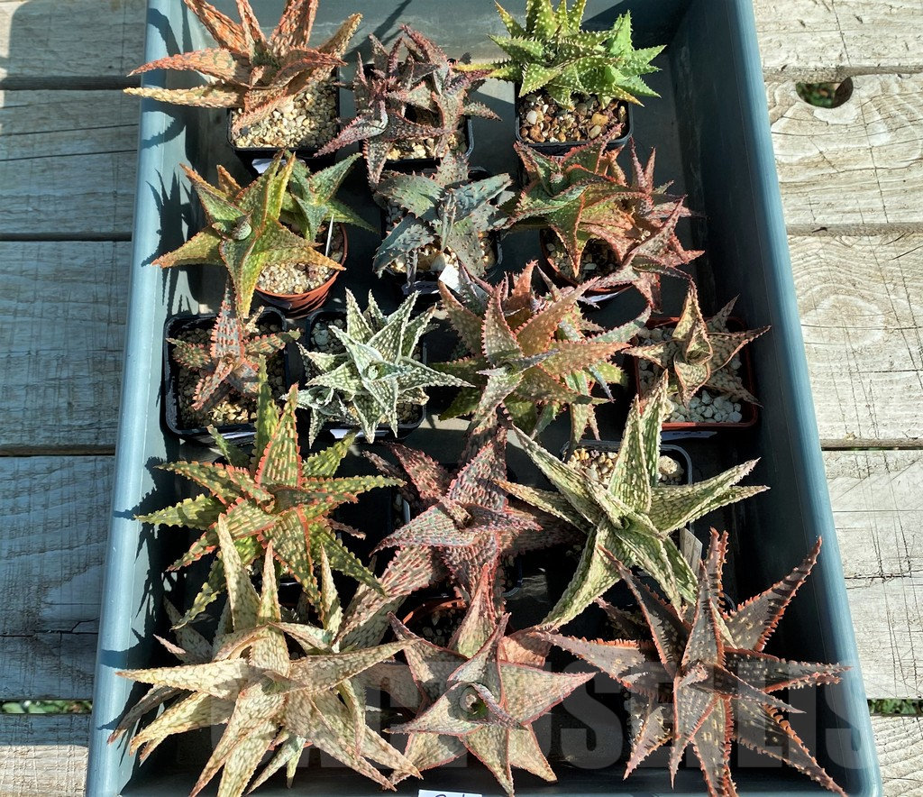 SET263 Aloe mix, 16 plants - Image 2
