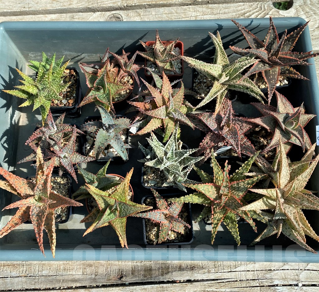 SET263 Aloe mix, 16 plants - Image 3