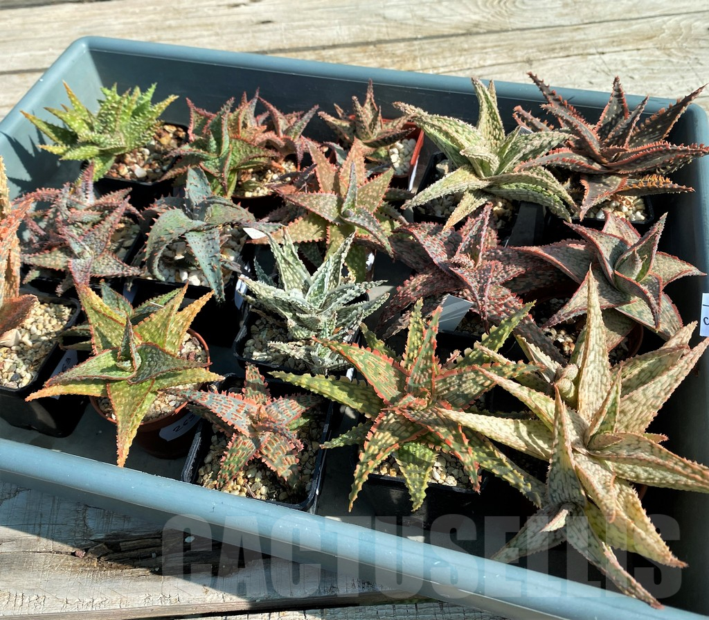SET263 Aloe mix, 16 plants