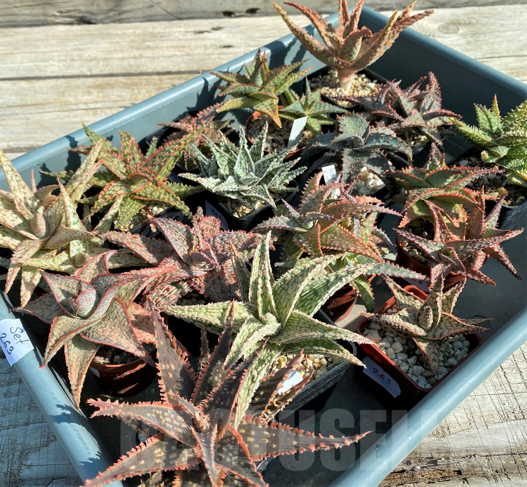 SET263 Aloe mix, 16 plants - Image 4