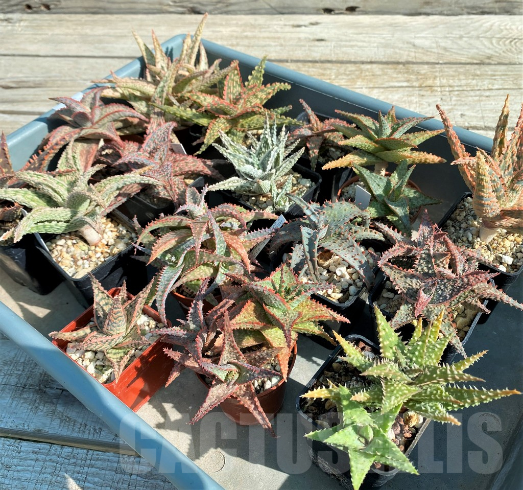 SET263 Aloe mix, 16 plants - Image 5