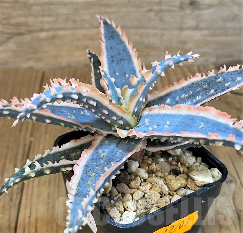SH14214 Aloe TCT hybrid - Image 2