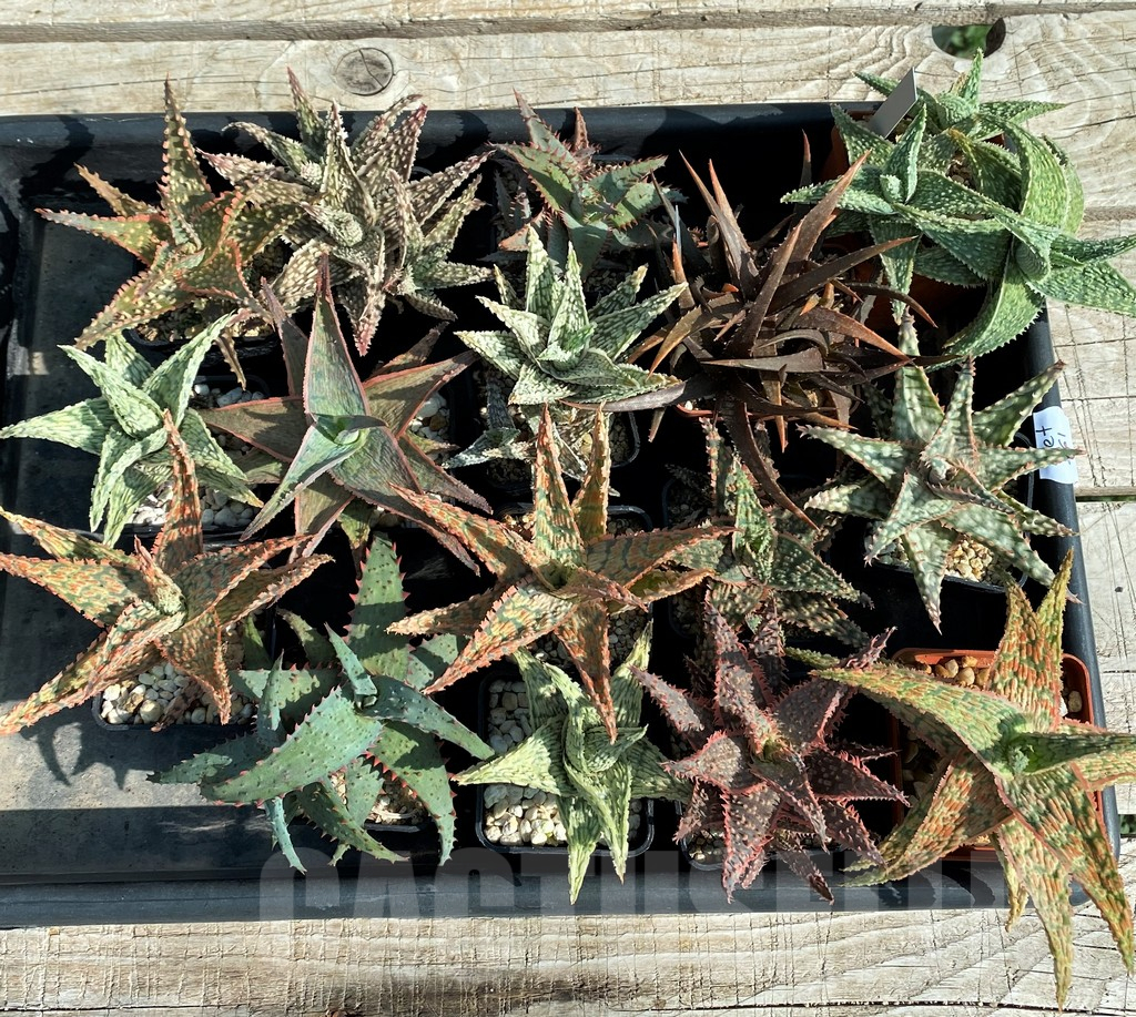 SET261 Aloe mix, 16 plants - Image 4
