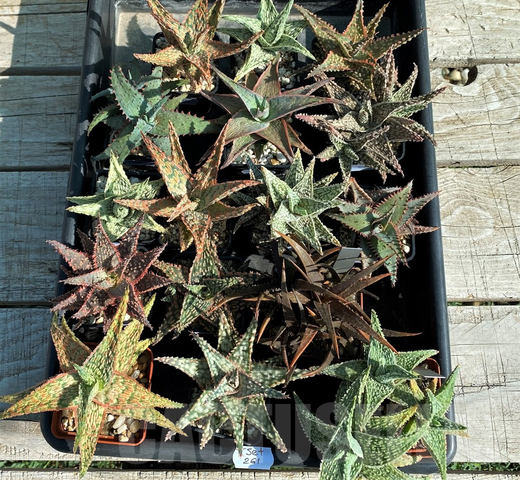 SET261 Aloe mix, 16 plants - Image 5