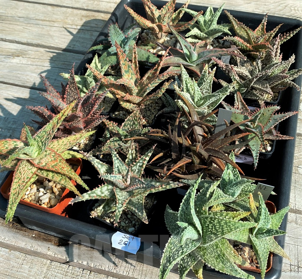 SET261 Aloe mix, 16 plants - Image 3