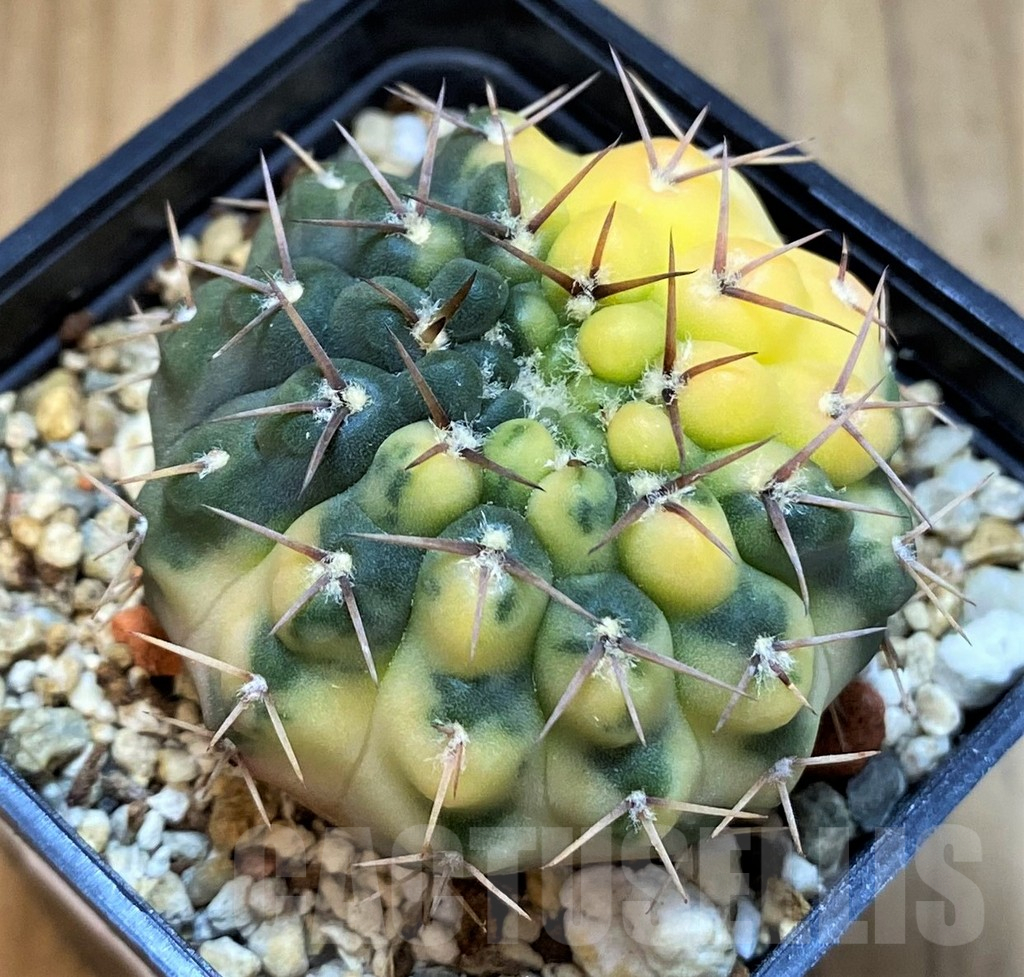 SH14303 Gymnocalycium stellatum f. variegata - Image 2