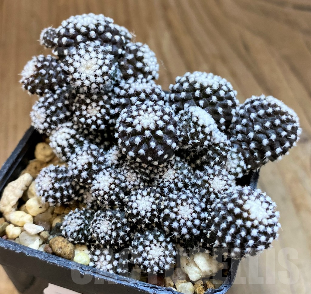 SH14307 Copiapoa tenuissima f. monstrosa