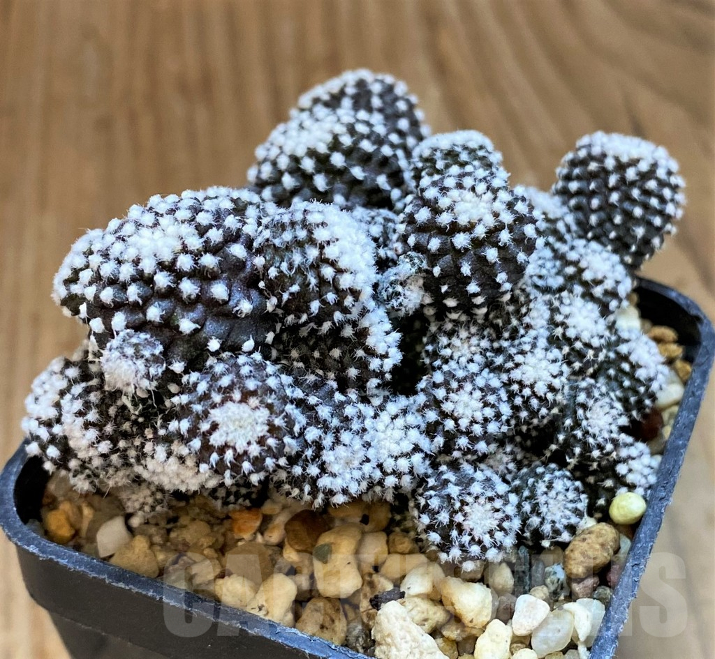 SH14307 Copiapoa tenuissima f. monstrosa - Image 2