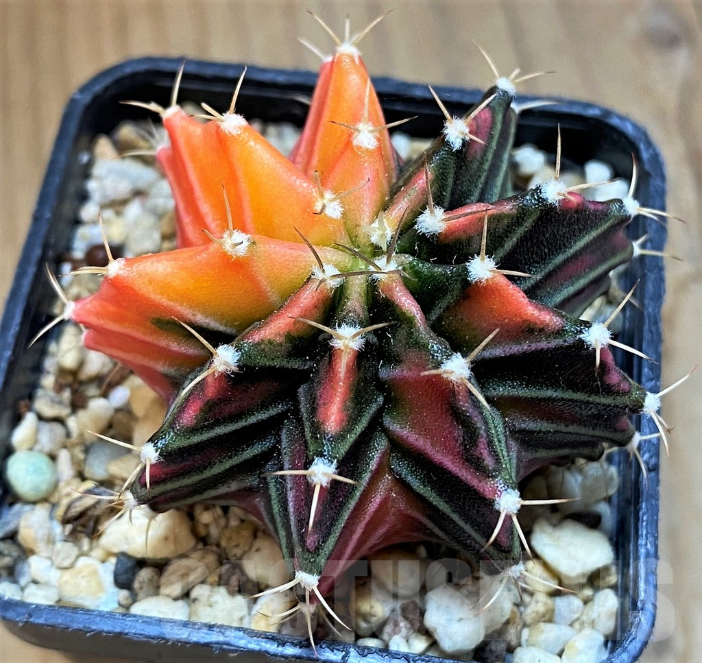 SH14309 Gymnocalycium mihanovichii f. variegata, seedling - Image 2