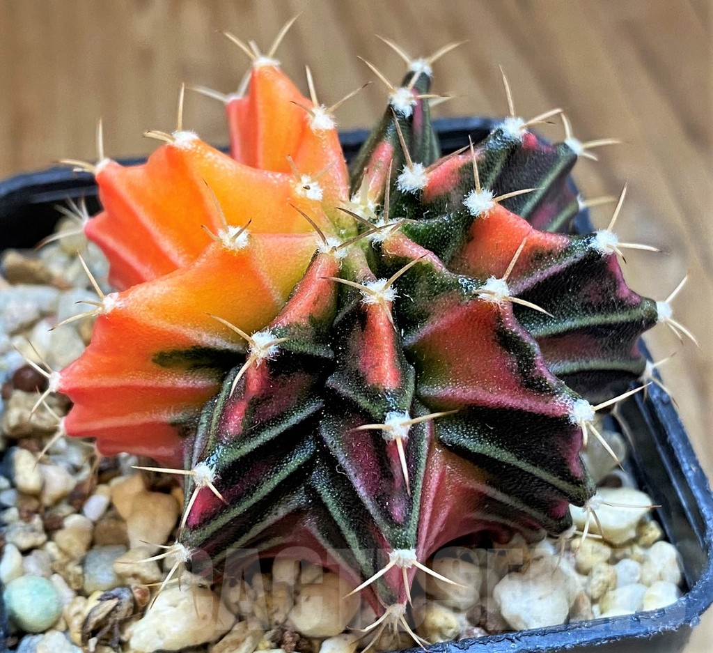 SH14309 Gymnocalycium mihanovichii f. variegata, seedling